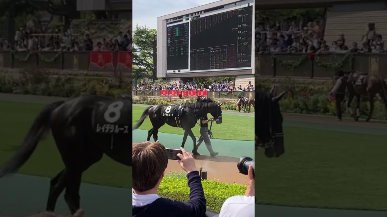 新緑賞に出走するレイデラルースくん #こしゃまる #競馬 #競馬予想 #shorts #short