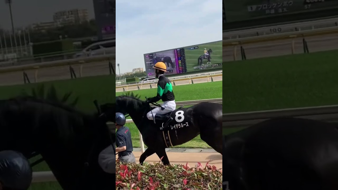 本馬場へ向かうレイデラルースくん  #こしゃまる #競馬 #競馬予想 #short #shorts