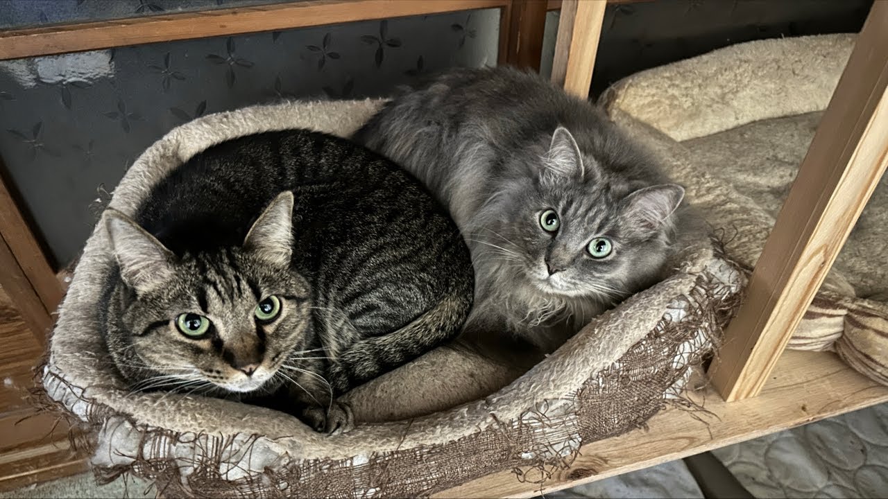 マイルカップ予想LIVE