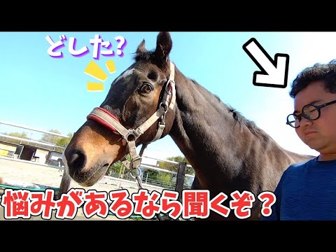 実は馬って人の事をよく見ている優しい動物なんです。（馬動画短編集）【ツルマルボーイ様のシモベ】