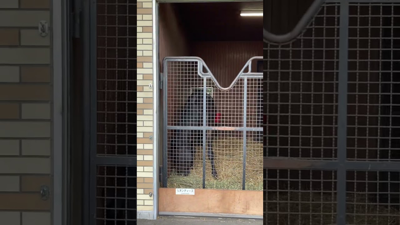 リオンディーズ　2歳時に2戦目でGI朝日杯フューチュリティステークス優勝の快挙👑　超名牝シーザリオ産駒で半兄エピファネイア半弟サートゥルナーリア 　#リオンディーズ　#テーオーロイヤル　#競馬