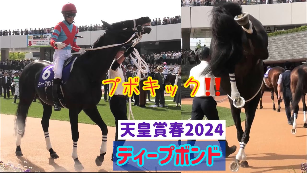【天皇賞春2024】4年連続馬券内❗️かっこいいディープボンドの愛嬌たっぷりパドック❤️