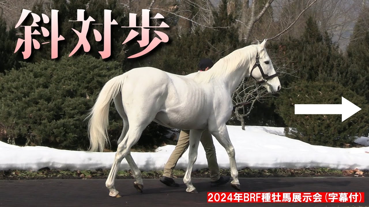 帰る時だけ速歩のゴールドシップさん（字幕付）2024年版