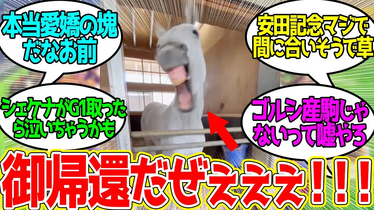 復帰ライヴ at YASUDA 楽しみにしてるよシェケナ！に対するみんなの反応！【競馬 の反応集】