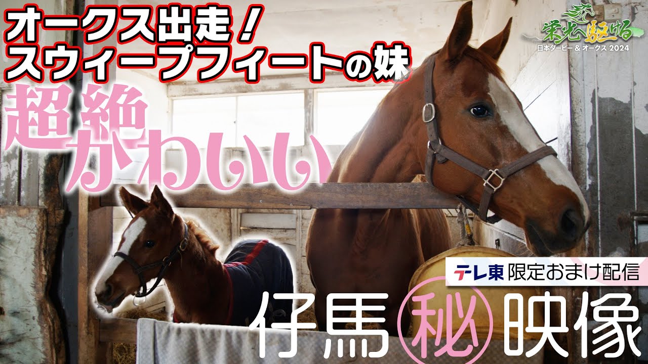 スウィープフィートの生まれ故郷 かわいい妹㊙️映像｜栄光へ駆ける 日本ダービー＆オークス2024｜テレ東 5月12日（日）午後4時30分