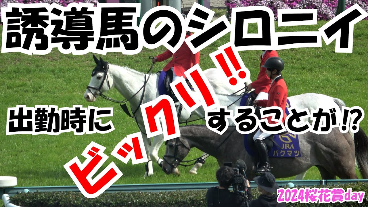 【誘導馬】桜花賞dayに出勤したシロニイ 出勤時にビックリする 現地映像