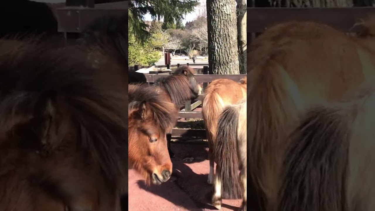 ゴッツンコ🐎#ゴールドシップ#ディープインパクト#天皇賞#菊花賞#競馬#動物#煽り運転