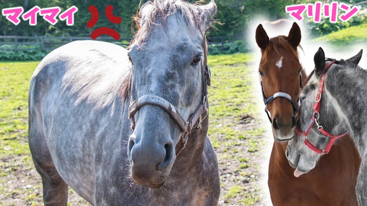 【競馬の反応集】怒報！マイマイキレる・・！可愛すぎるウインマイティー・ウインマリリンのマリマイコンビ☆に対する競馬ファンの反応集