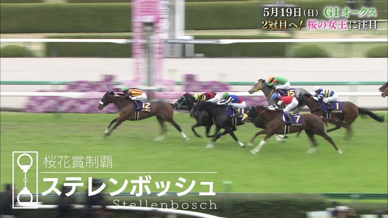【オークス】樫の女王に輝くのは ステレンボッシュが2冠か!? ライトバック、スウィープフィートの巻き返しか!?