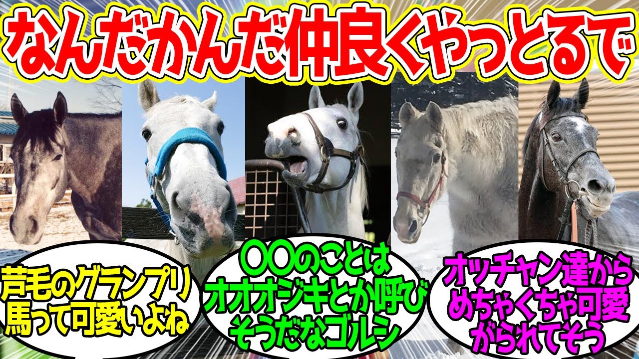 宝塚芦毛倶楽部です！に対するみんなの反応！【競馬 の反応集】