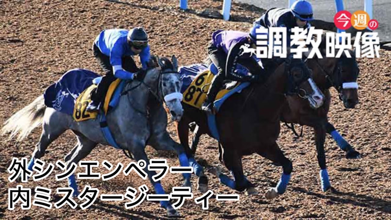 【F馬調教】シンエンペラー 日本ダービー(東京優駿) 1週間前追い切り 内ミスタージーティー
