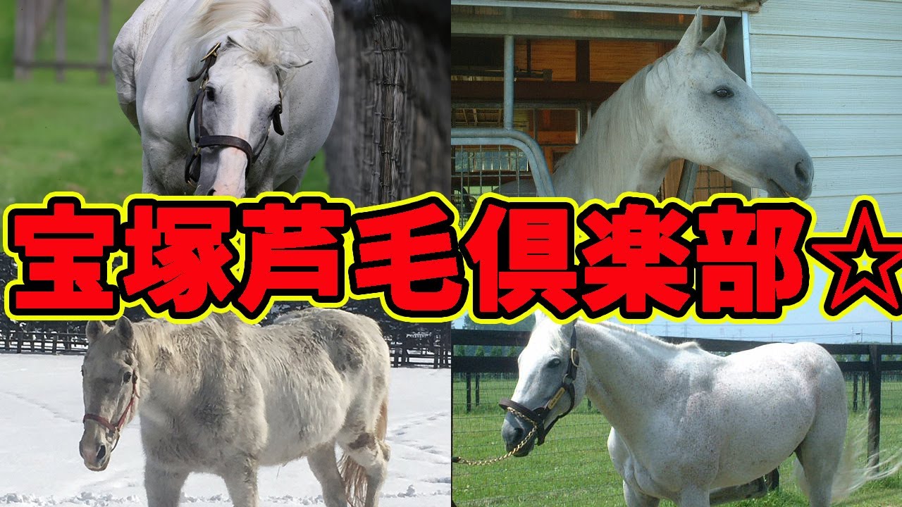 【概念】宝塚芦毛倶楽部が豪華メンツすぎるwwwに対する競馬民の反応集