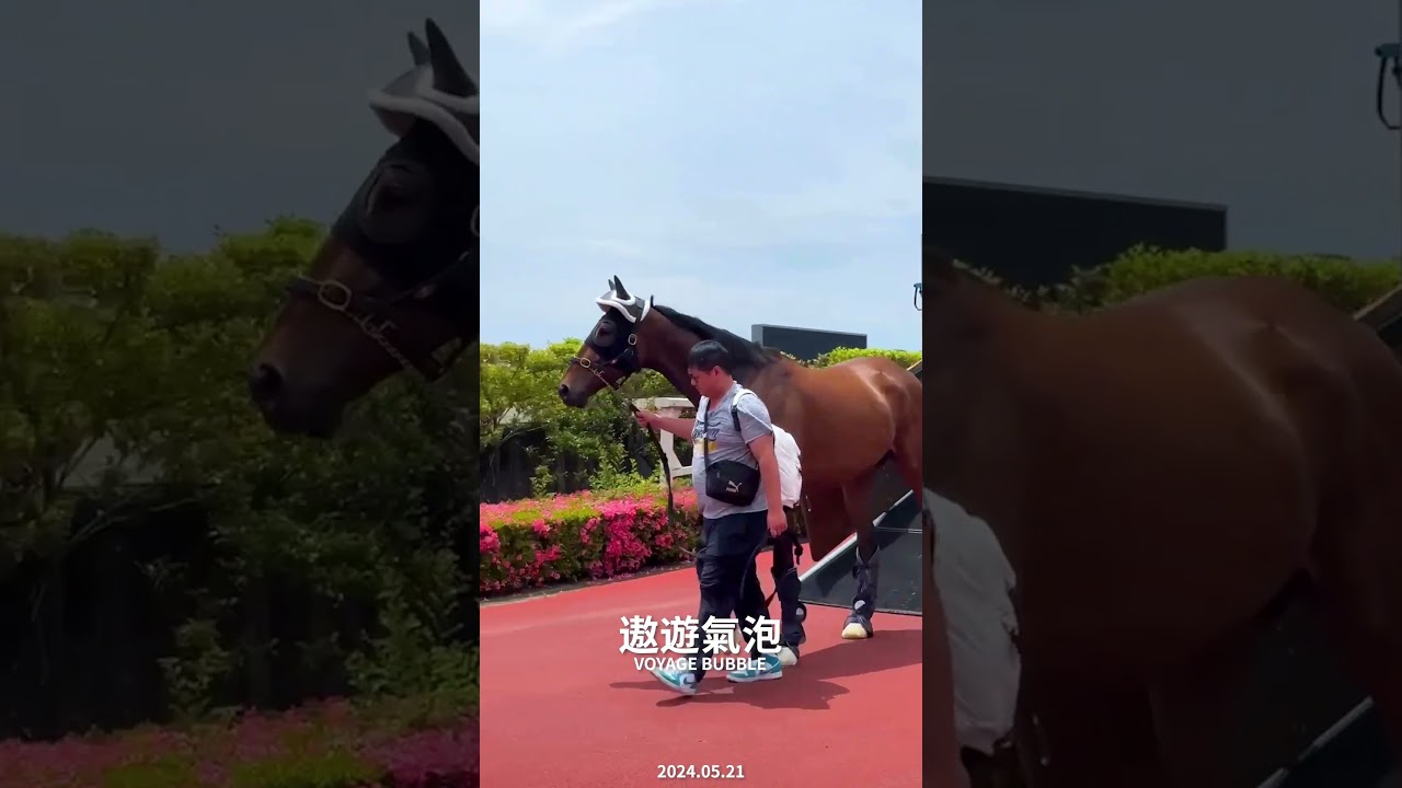 【2024 安田紀念賽 Yasuda Kinen】「浪漫勇士」與「遨遊氣泡」順利抵達日本