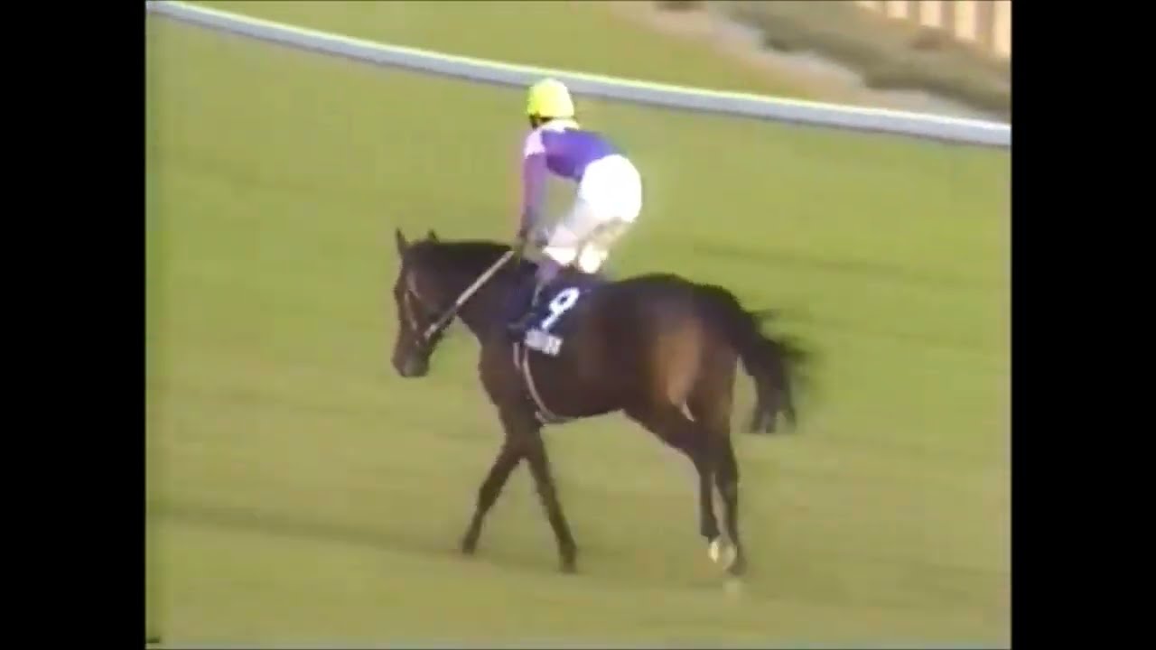 第120回　天皇賞（秋）（ＧⅠ）　スペシャルウィーク　武豊　ウイニングラン　1999.10.31　出走馬：ステイゴールド、エアジハード 、スティンガー 、セイウンスカイ、キングヘイロー 他