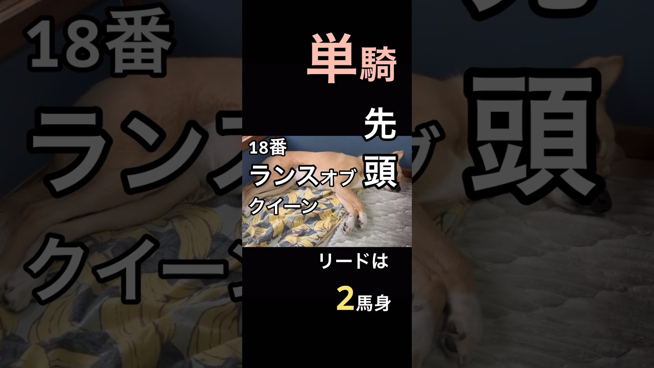 優駿牝馬2024 #保護犬 #オークス#夢の舞台