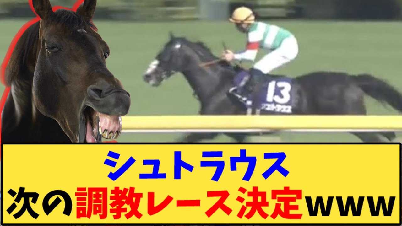 【競馬】「シュトラウス 次の調教レース決定www」に対する反応【反応集】
