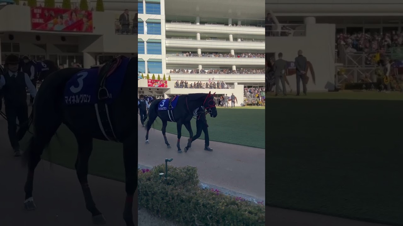 2023中山大障害マイネルグロンのパドック #中山大障害　#マイネルグロン　#競馬　#中山競馬場　#ゴールドシップ
