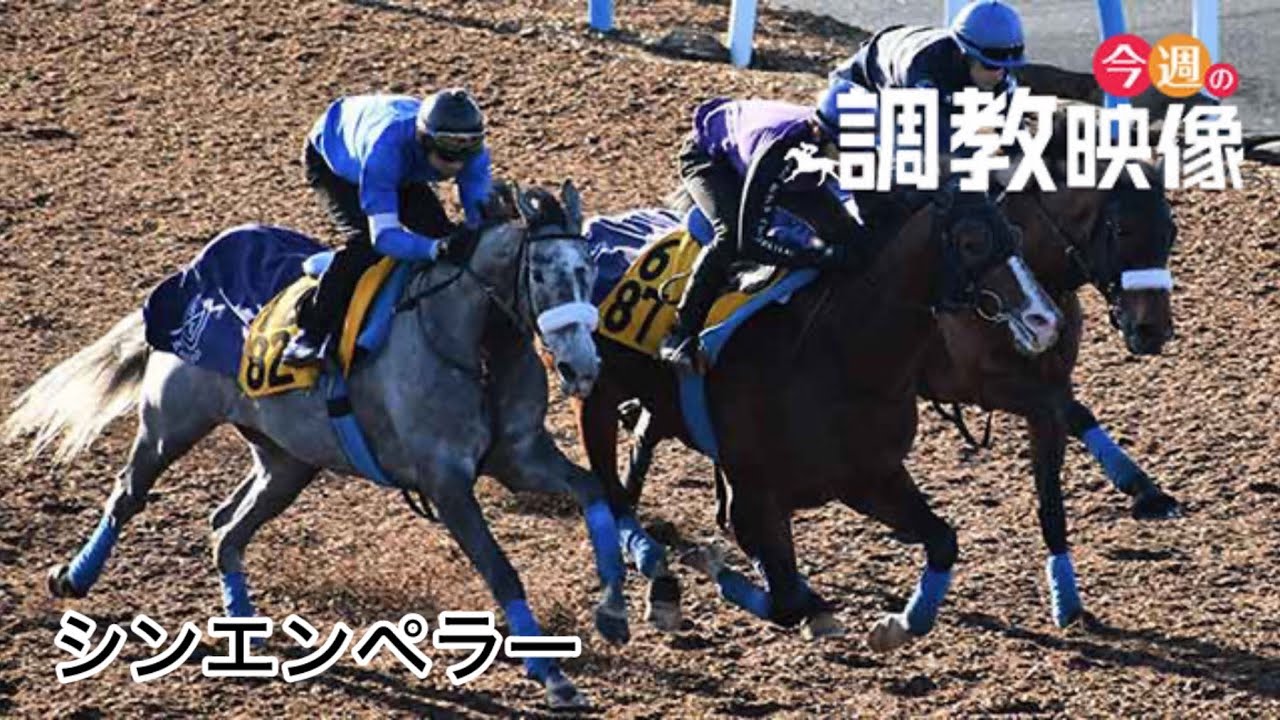 【F馬調教】シンエンペラー 日本ダービー(東京優駿) 最終追い切り