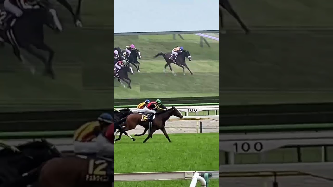 【現地撮影】オークス2024 最後の直線  #オークス #チェルヴィニア #ルメール