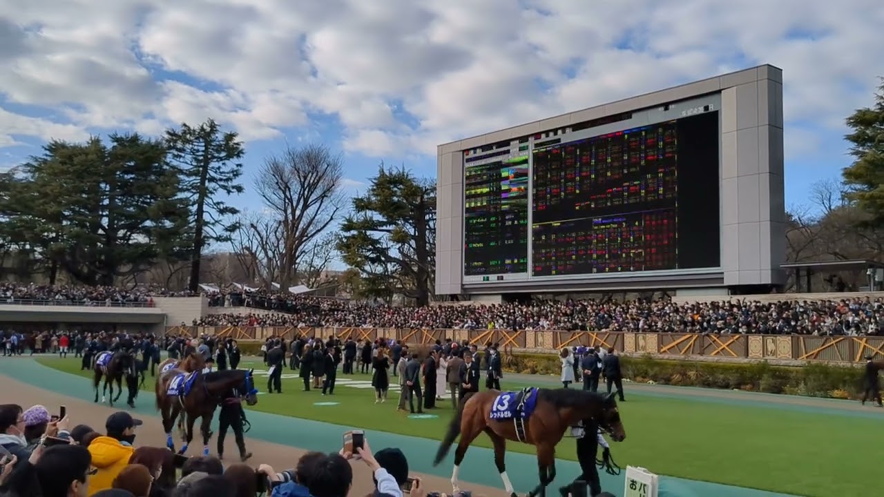 フェブラリーステークス　パドック