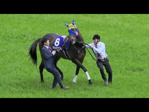 【ヴィクトリアマイル2024】サウンドビバーチェは１番最初に馬場入り 誘導馬にご注目‼ 本場馬入場 現地映像 テンハッピーローズ