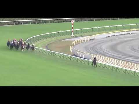 競馬　2022 天皇賞秋