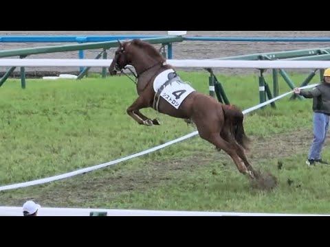 【宝塚記念2024】day 新馬戦 他馬にケリを入れて騎手を落とし1周してジャンプ 捕まってゼッケンを外されると「まだ走れる」と頭をブンブン 現地映像 落馬 放馬 シストロン