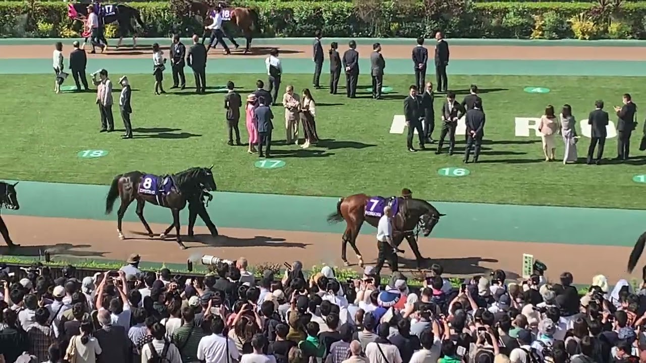 NHKマイルカップ パドック