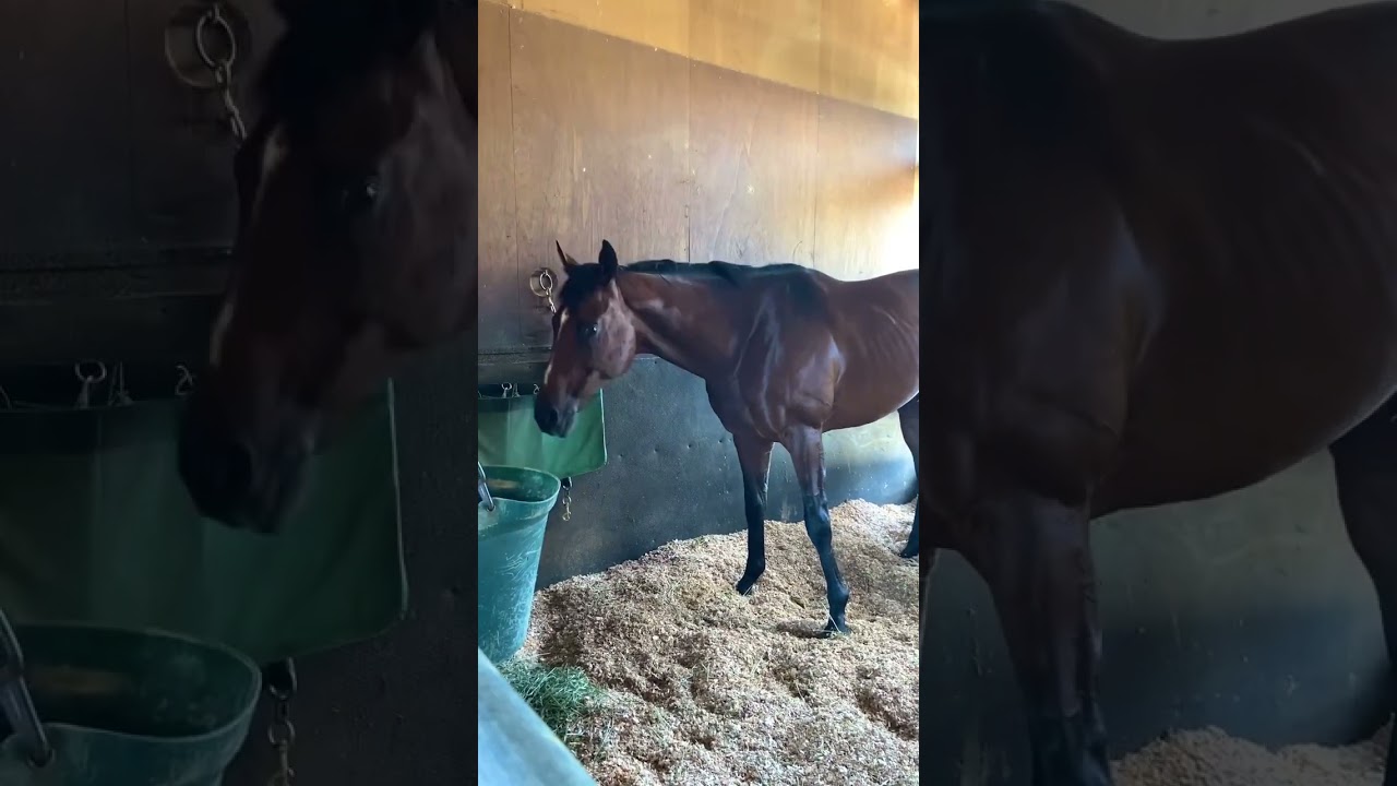 草バッサーしてしまうドウデュース #競馬 #宝塚記念2024 #shorts