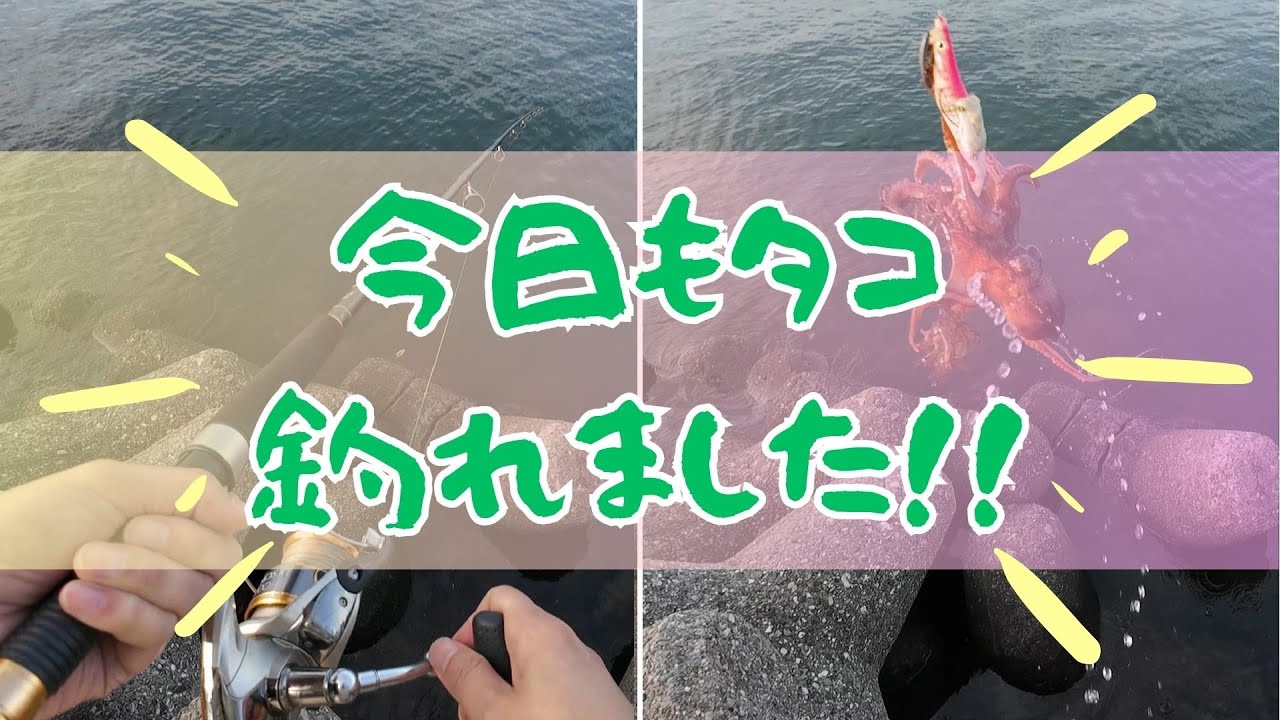【5連勝】大阪湾のタコ釣りは好調を維持しています！！