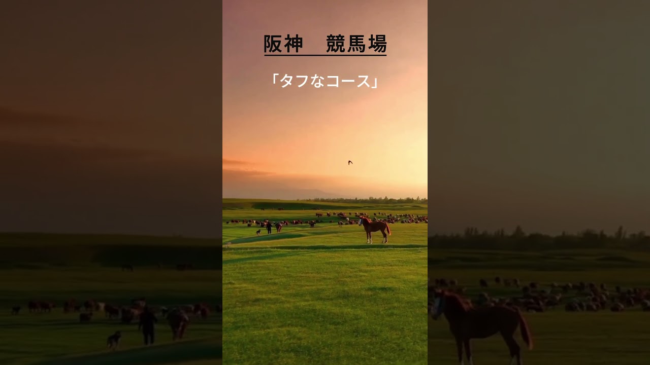 【競馬豆知識】阪神競馬場の特徴を解説！ #競馬 #阪神競馬場