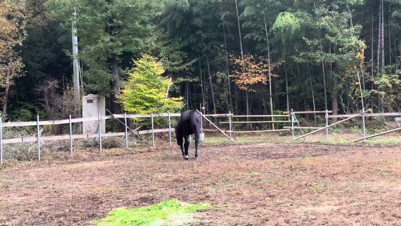 ローレルゲレイロさんの放牧風景。皆様からの生牧草をおいしくいただいております。いつも本当にありがとうございます。
