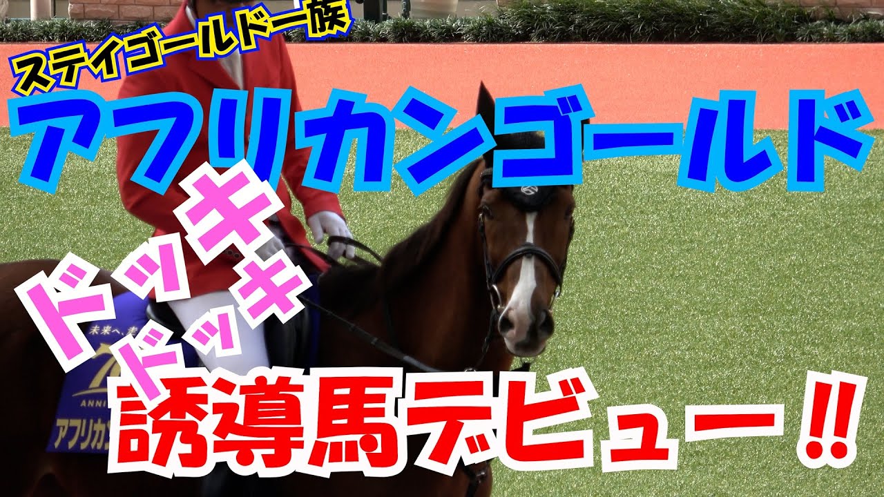 【誘導馬】ステゴ一族 アフリカンゴールドが桜花賞前日に誘導馬デビュー