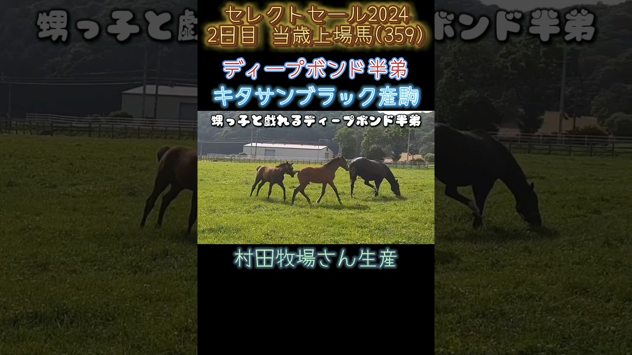 #ディープボンド 半弟 #キタサンブラック 産駒 #セレクトセール