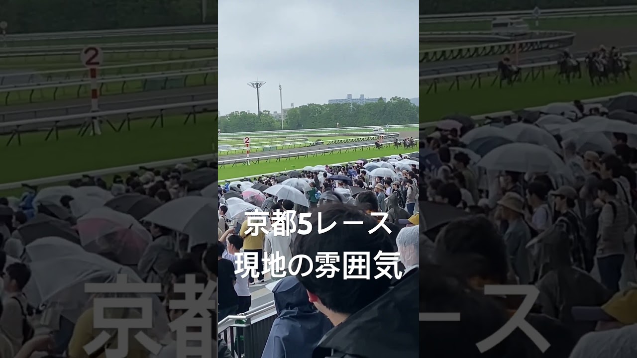 【現地の雰囲気】京都5レース #競馬 #宝塚記念