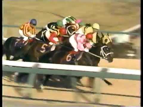 1981 有馬記念 アンバーシャダイ