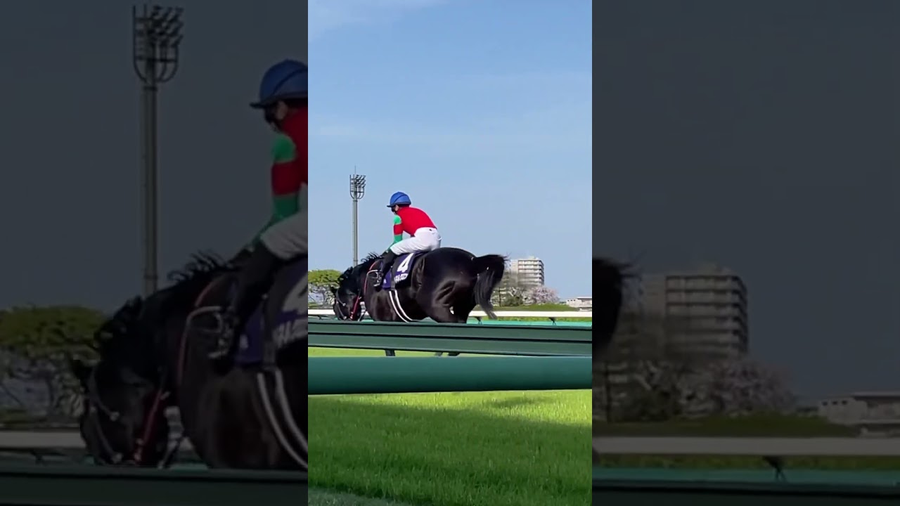 マイネルグロン 中山グランドジャンプ競走後ジョッキー下馬 #中山グランドジャンプ #マイネルグロン