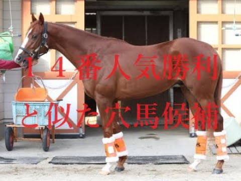 ホープフルステークス 2023 今年も芝未勝利の馬が走る！？超人気薄含む穴馬候補　追い切りで動きがよかった馬