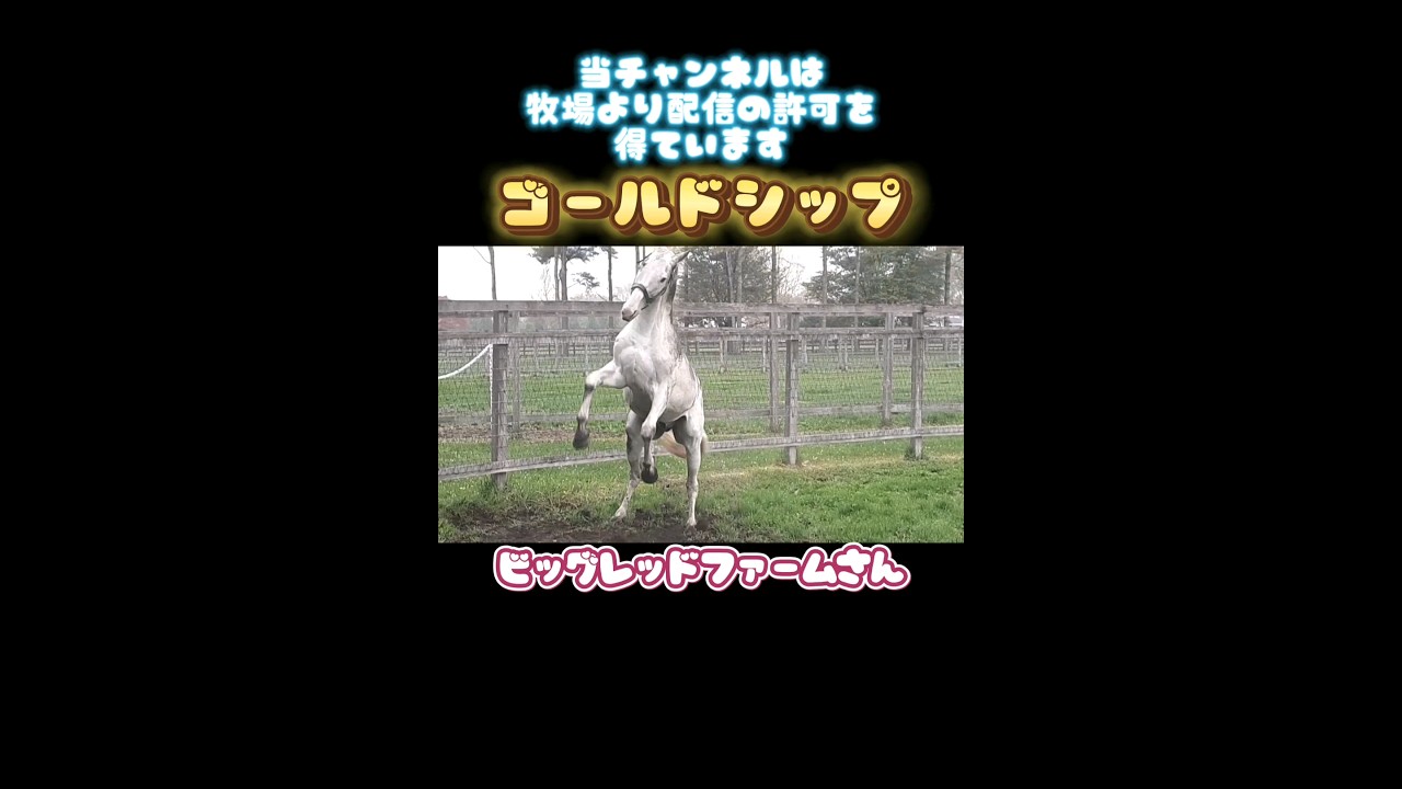#ゴールドシップ #ビッグレッドファーム さん 2024.5.6