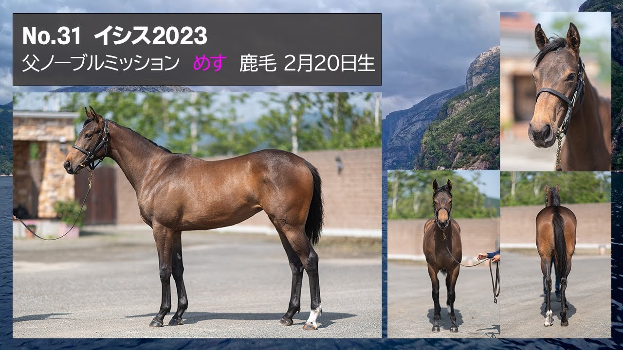 上場No.31イシス2023（牝、父ノーブルミッション）［セレクションセール2024］