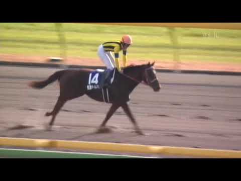 2004 ジャパンカップダート タイムパラドックス BS-hi