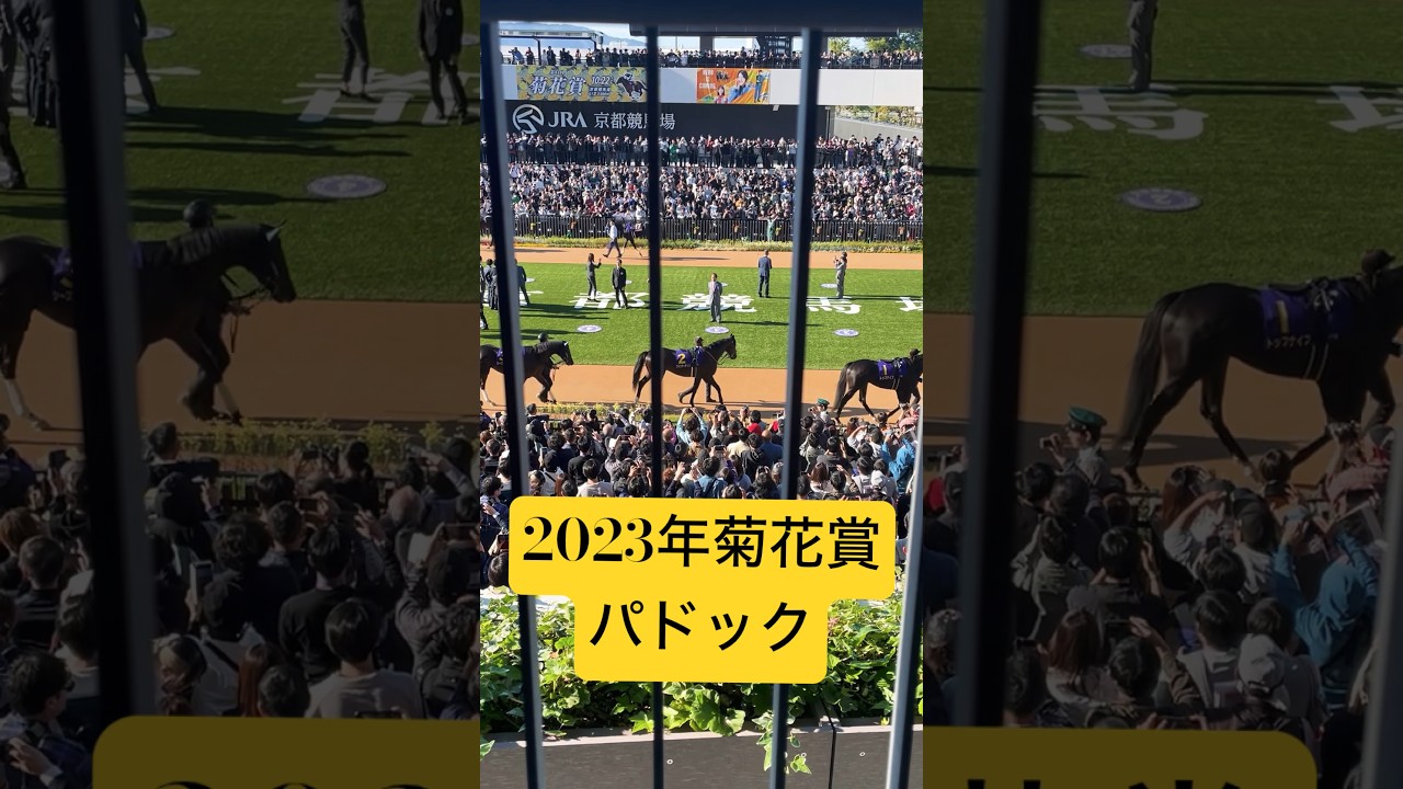 【競馬】2023年菊花賞パドック#菊花賞#ドゥレッツァ#タスティエーラ#ソールオリエンス