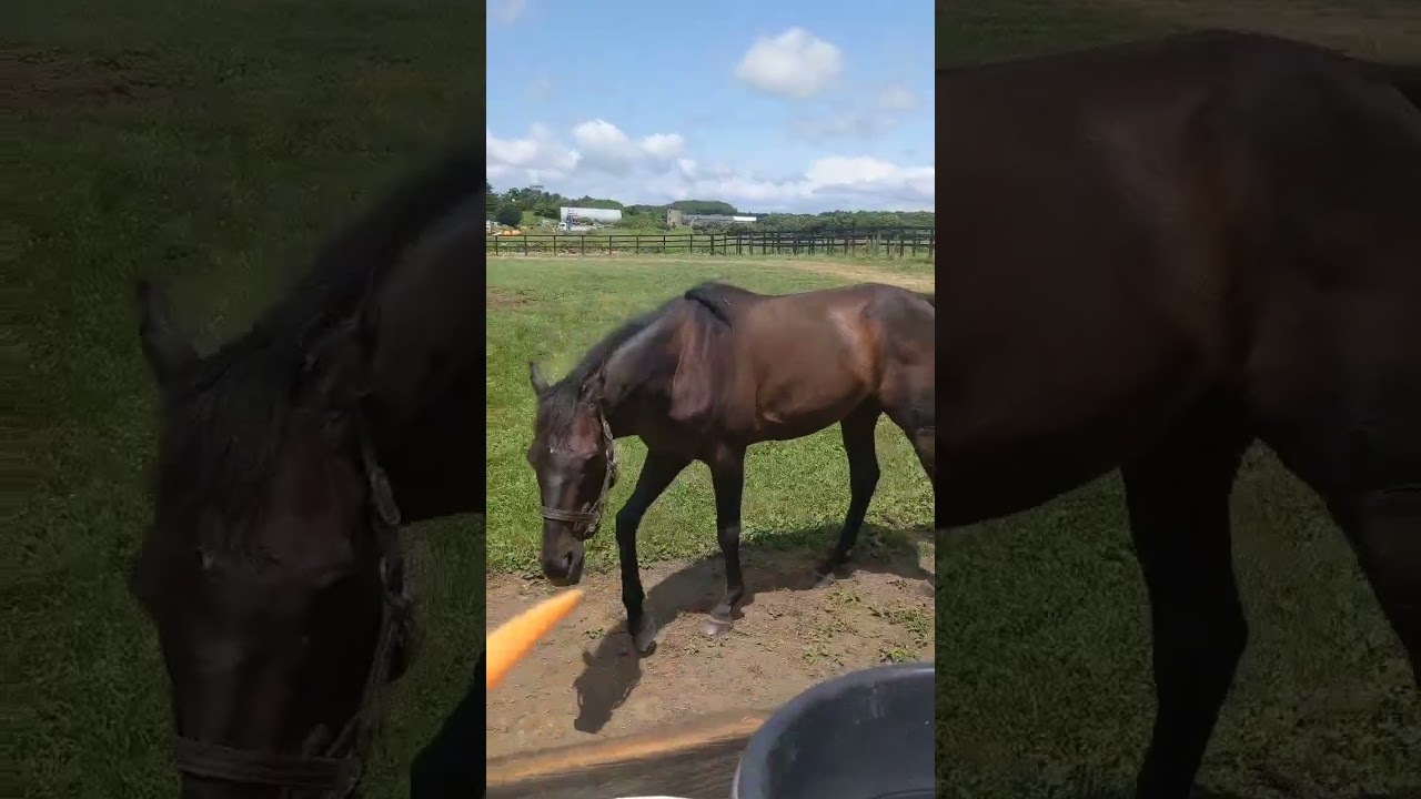 【引退馬】#ローズキングダム （17歳）に会いに行ったら…もぐもぐ姿が可愛すぎ！　#ジャパンカップ #朝日杯フューチュリティステークス