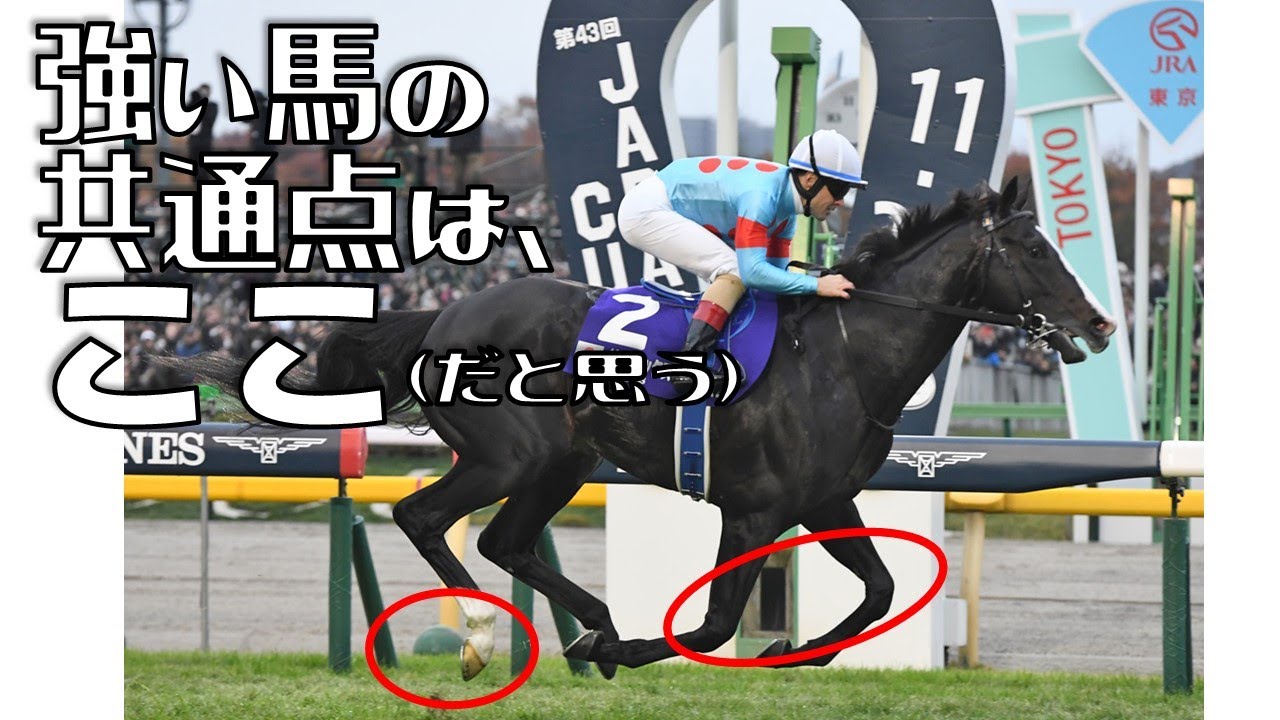 競馬に慣れてきた方に聞いてほしい！私見強い馬の身体構造と馬券の考え方
