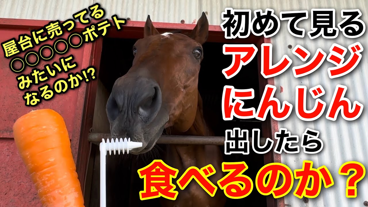 初めて見るアレンジにんじん出したら食べるのか？