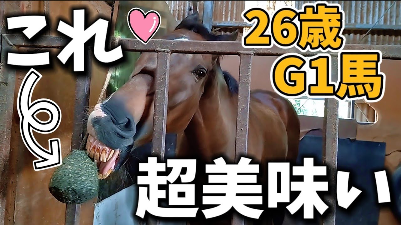 「これ…凄いぞ！」謎の丸い物体に夢中になってしまう26歳のG1馬がコチラ。これ…ヤバすぎます（馬動画短編集）【ツルマルボーイ様のシモベ】