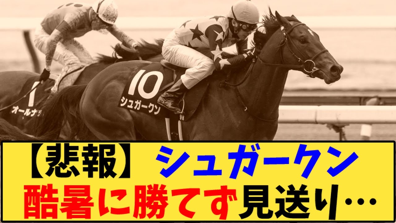 【競馬】「シュガークン    菊花賞回避へ…」に対する反応【反応集】