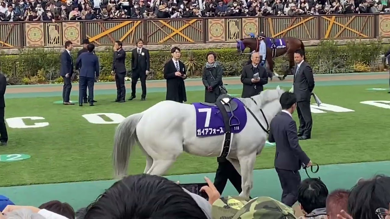 東京11レース フェブラリーS(GI)パドック