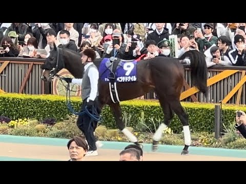 ⭐️フェブラリーステークス⭐️東京競馬場パドック。はい〜尻尾をあげて失礼しまーす。全員集合〜！