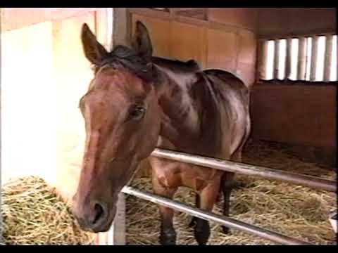 97年秋シーズンに向けて：キョウエイマーチ・マヤノトップガン・シーキンザパール・マーベラスサンデー